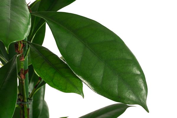 Afrikanische Feige - Ficus cyathistipula,