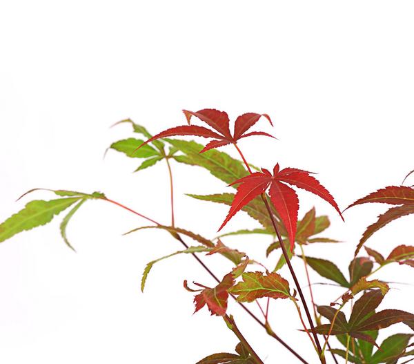 Roter Fächerahorn 'Atropurpureum'