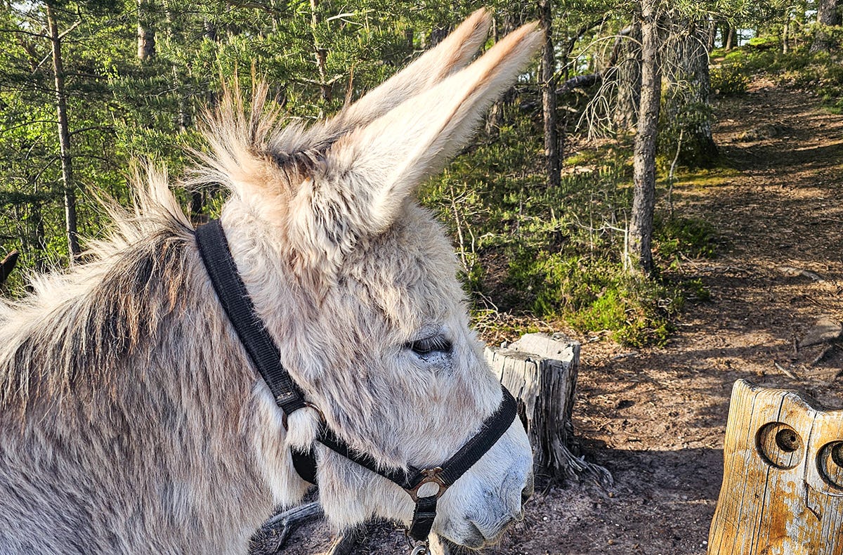 Tagestour mit Eseln Eppenbrunn