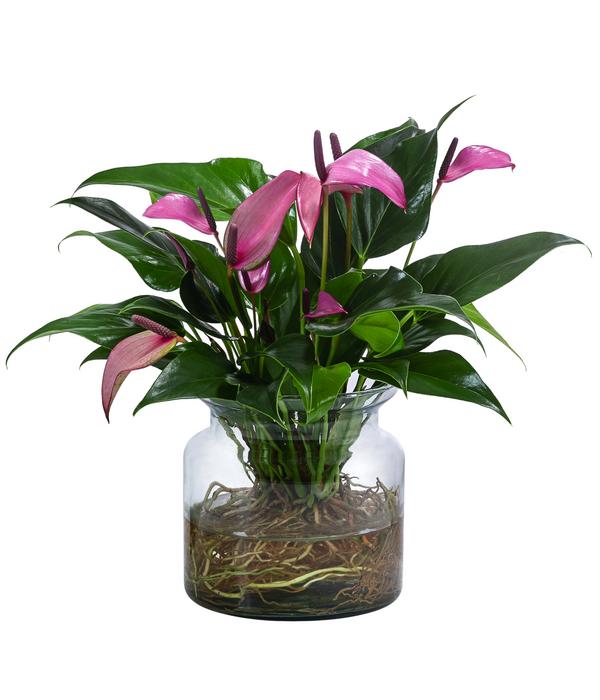 Waterplant Flamingoblume im Glas - Anthurium