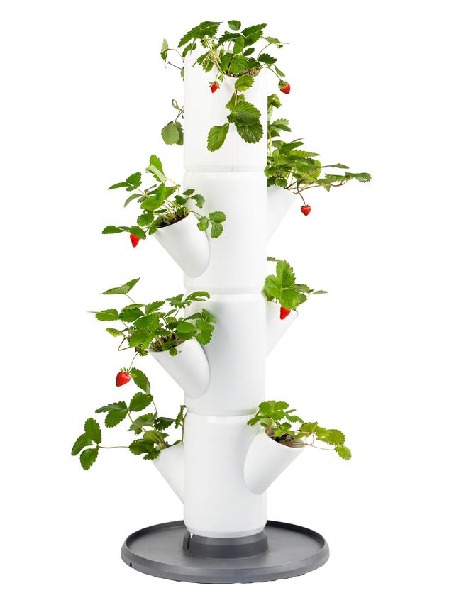 Erdbeeren Starter-Set