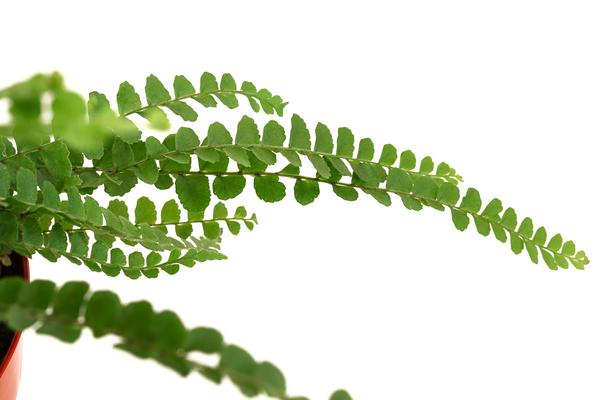 Zimmerpflanzen-Set Botanical Charm, 4-teilig