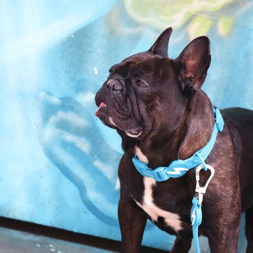 Coleira para cães Dashi Colorflex Azul em TPU