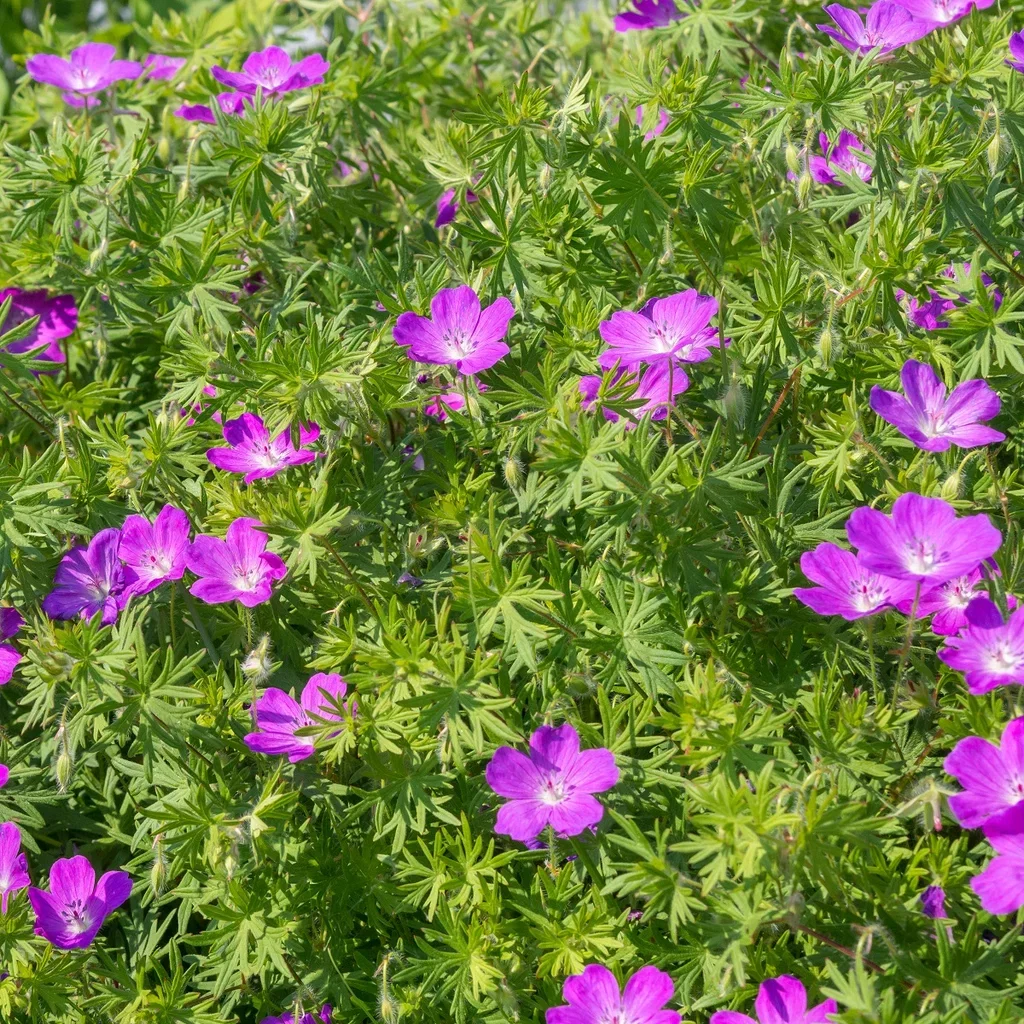 Geranium sanguineum Blodstorkenebb Ø11 cm