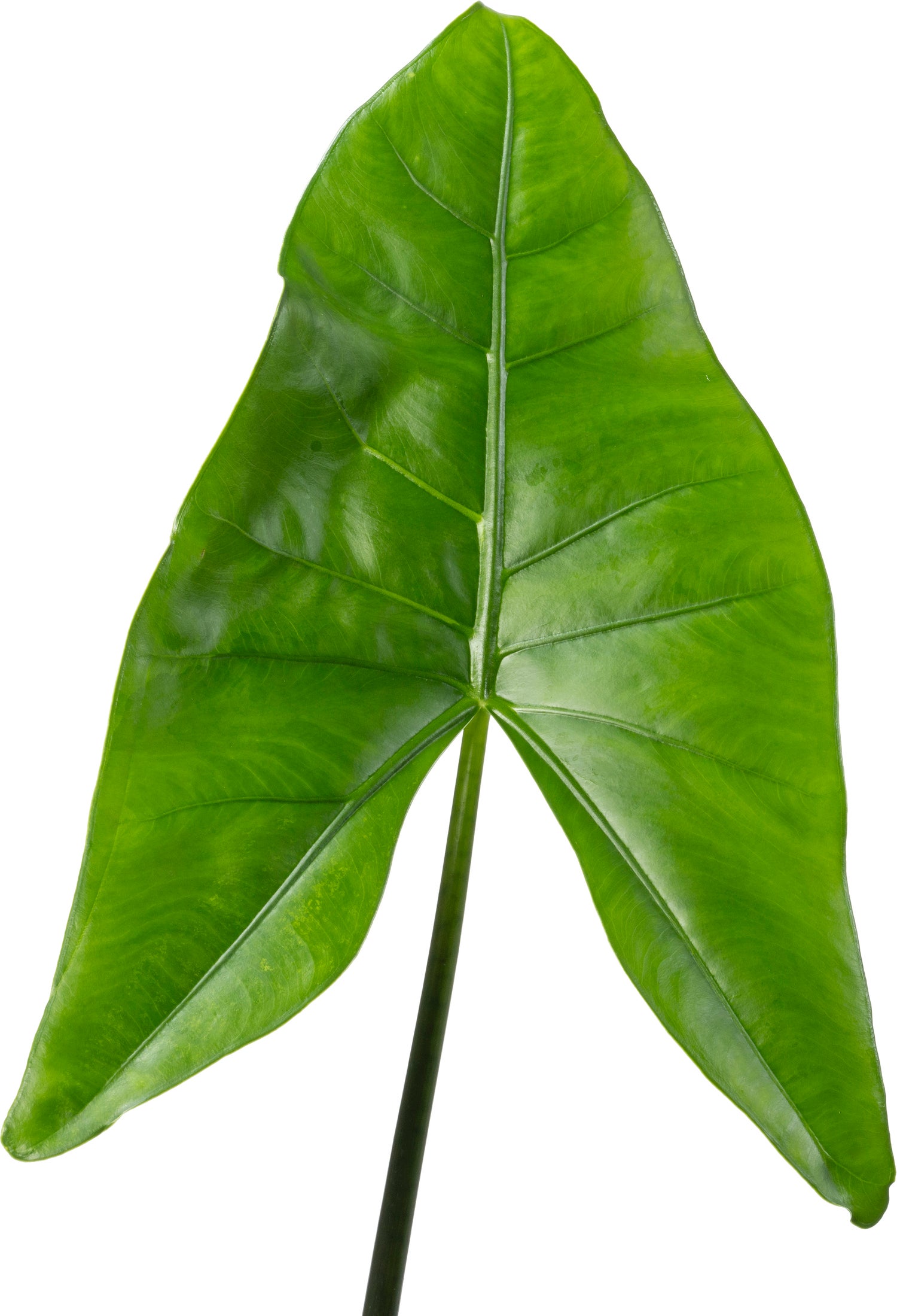 Alocasia (Alocasia 'Black Zebrina') D 24 H 110 cm
