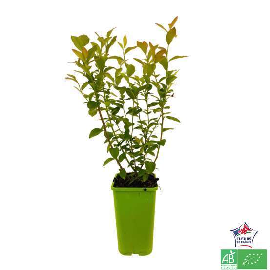Myrtillier 'Pink Lemonade®' bio : pot de 1,5 litres