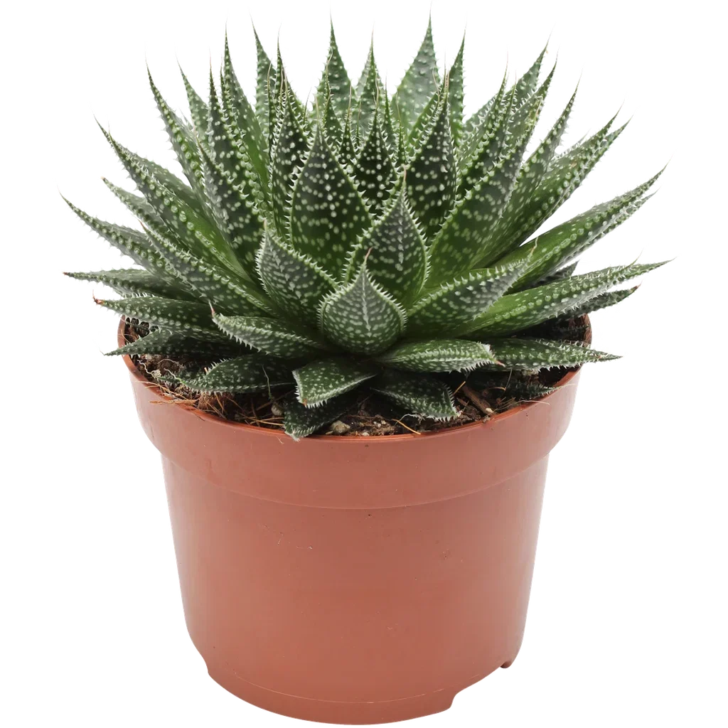 Aristaloe aristata 'Magic' Børstealoe Høyde 18 cm