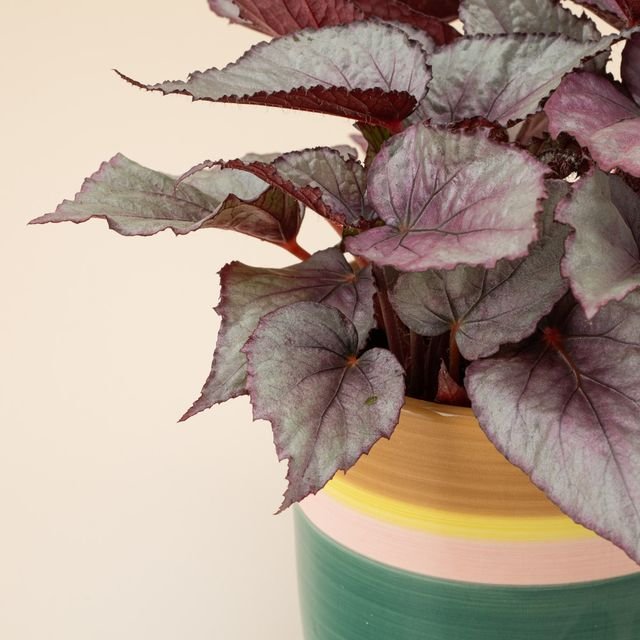 Begonia plant | Incl pot