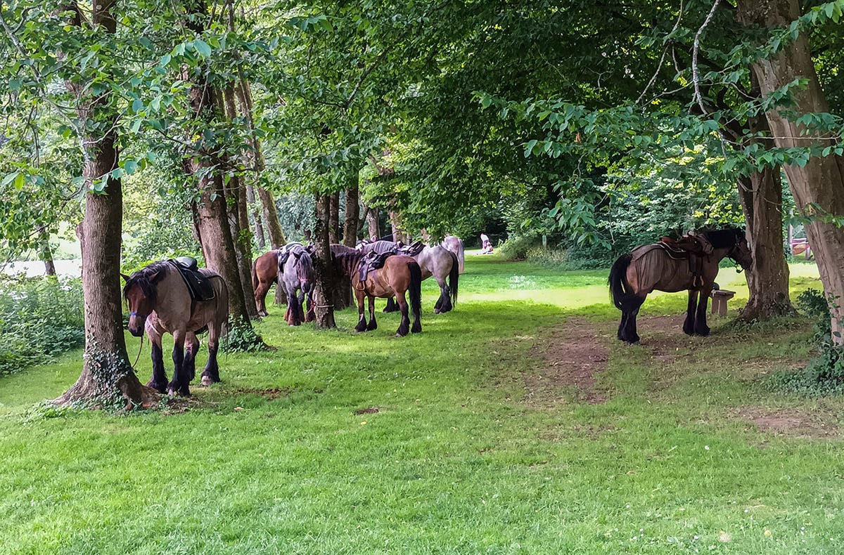 Reiten Windeck