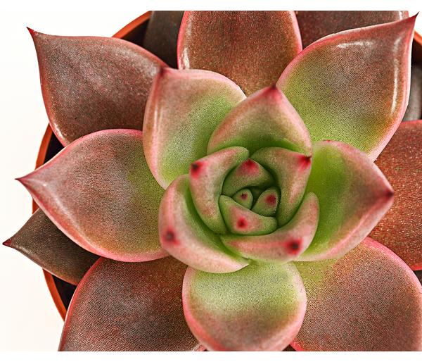 Echeverie - Echeveria agavoides 'Taurus'
