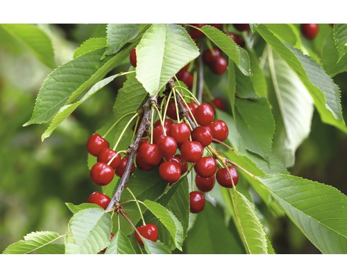 Biologische zuilkers voor op het terras, FloraSelf organic Prunus avium 'Sylvia', stamhoogte 40 cm, totale hoogte ca. 60-80 cm, CO 5 L, zelfbestuivend