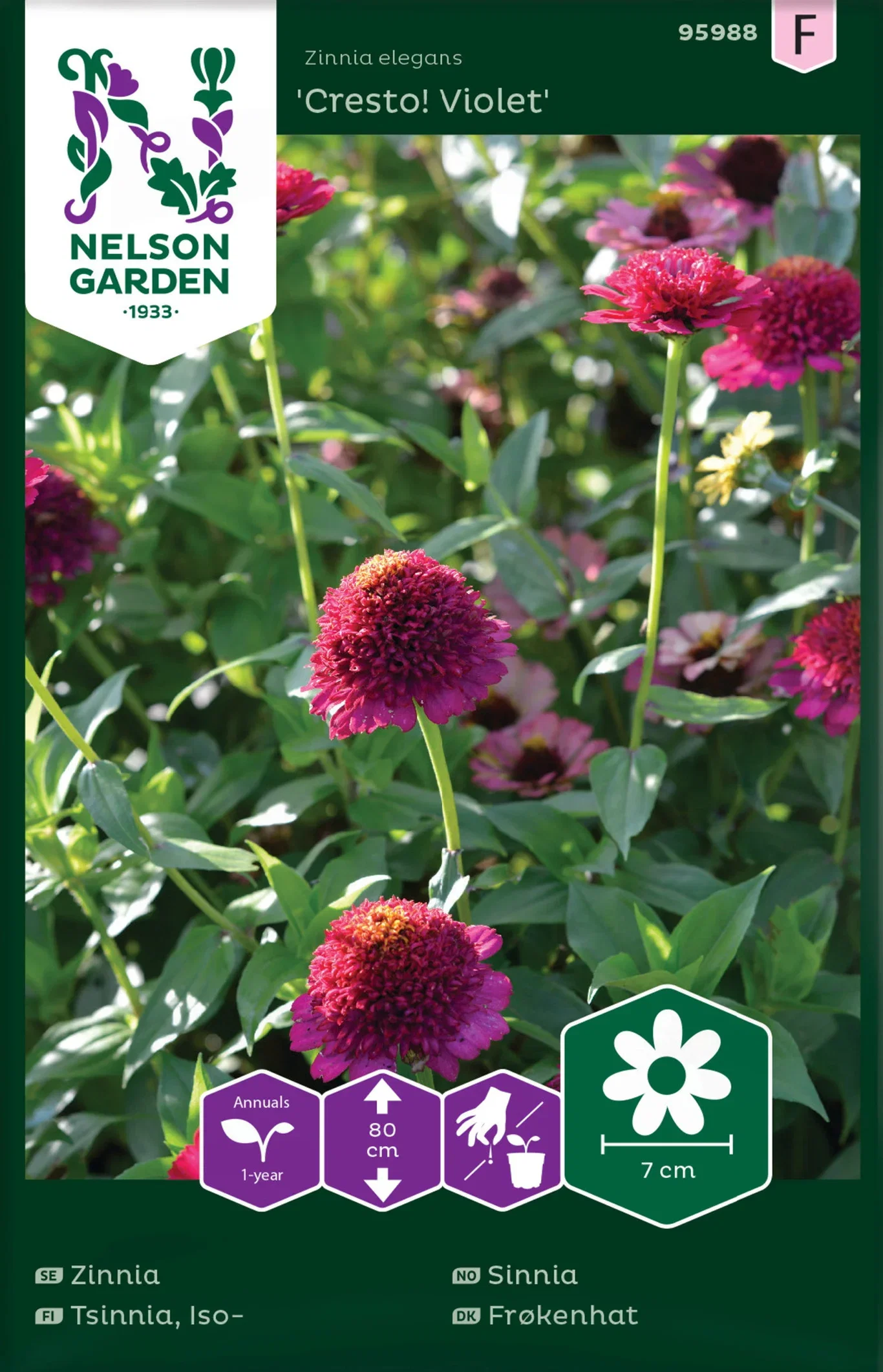 Zinnia elegans Sinnia 'Cresto' Violet'