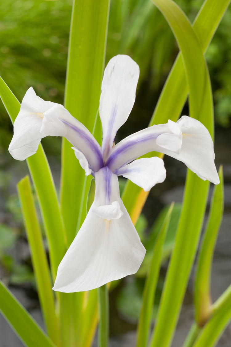 Witte Lis (Iris laevigata 'Snowdrift') D 9 H 20 cm