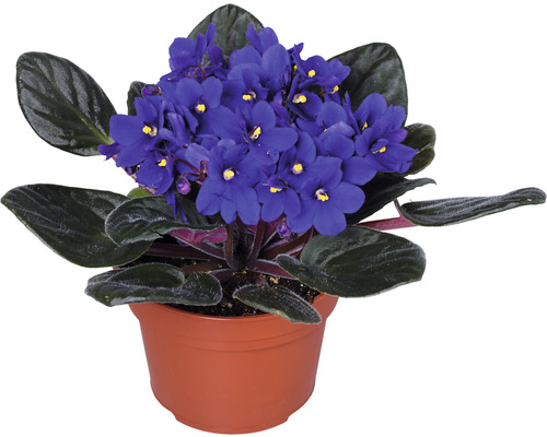 Afrikaanse Viooltjes Mix FloraSelf Saintpaulia H 20 cm Ø 12 cm Pot Willekeurige Variatie Selectie
