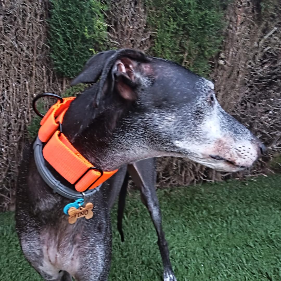 EGV - Coleira Martingale. Coleira artesanal para galgo, fabricada na Espanha (Laranja)