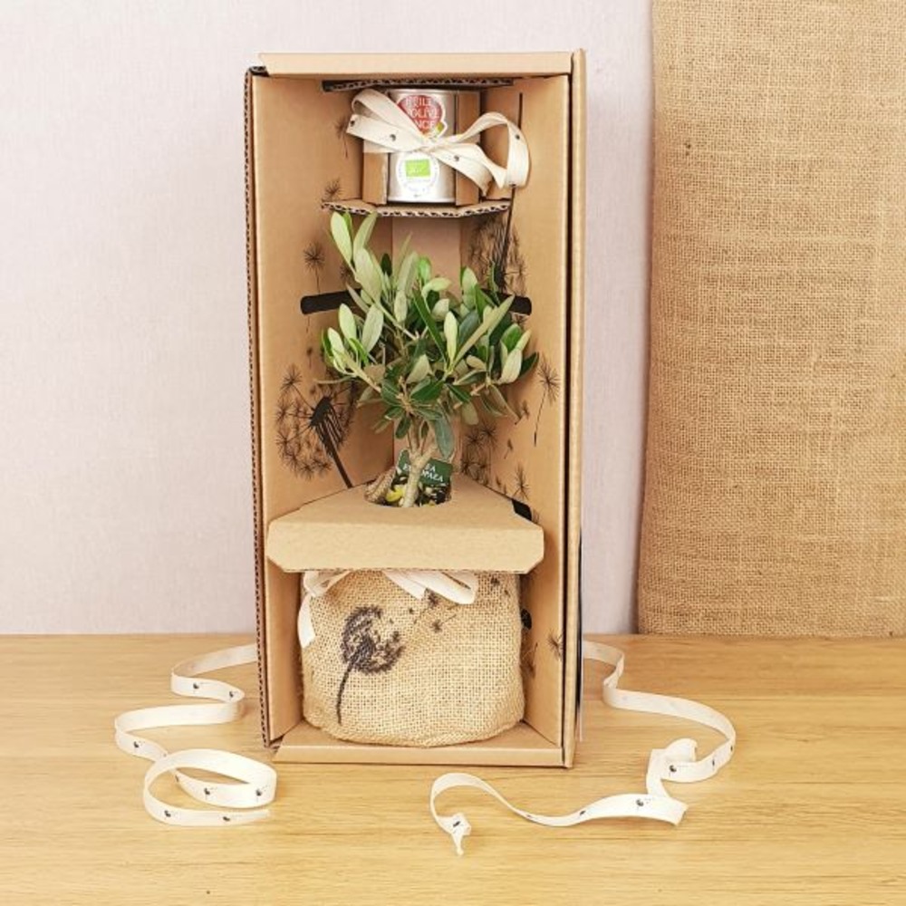 Coffret d'un olivier, symbole d'abondance et sagesse, avec son huile d'olive bio