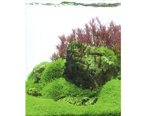 Dwergparelmoer - Hemianthus callitrichoides 'Cuba'