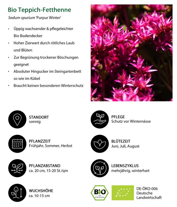 Bio Teppich-Fetthenne 'Purpur Winter'