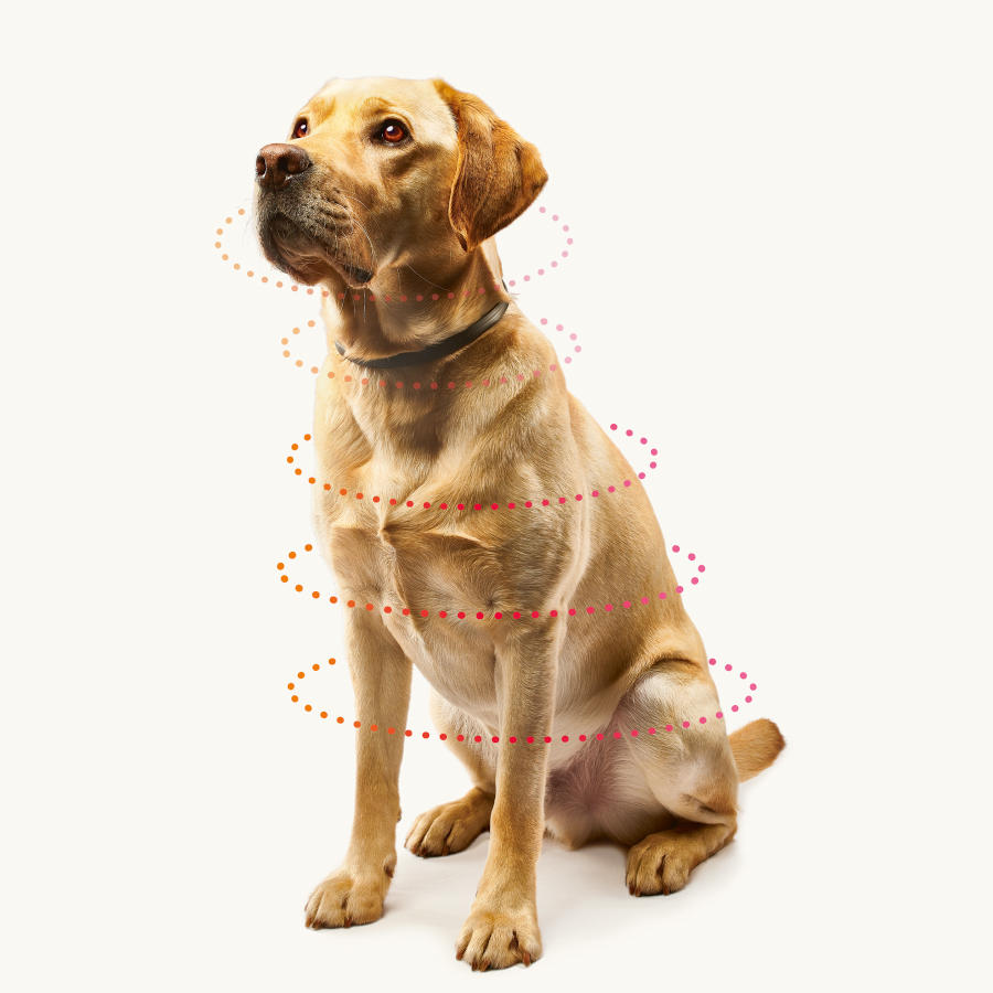 Coleira antipulgas e carrapatos Beaphar Canishield para cães de grande porte