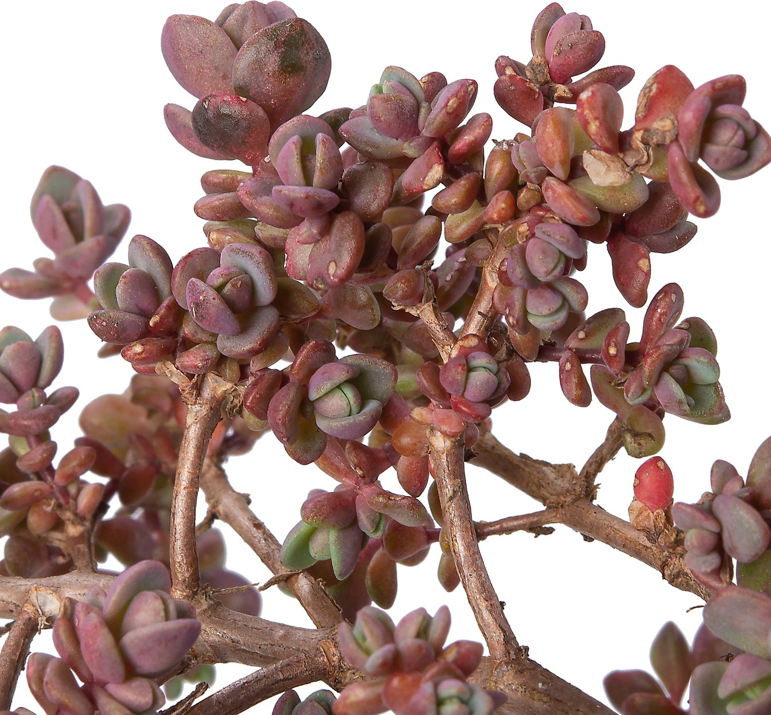 Vetkruid (Sedum cauticola 'Lidakense') D 9 H 10 cm