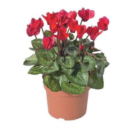 Mini cyclamen : pot D.11cm - Coloris variables