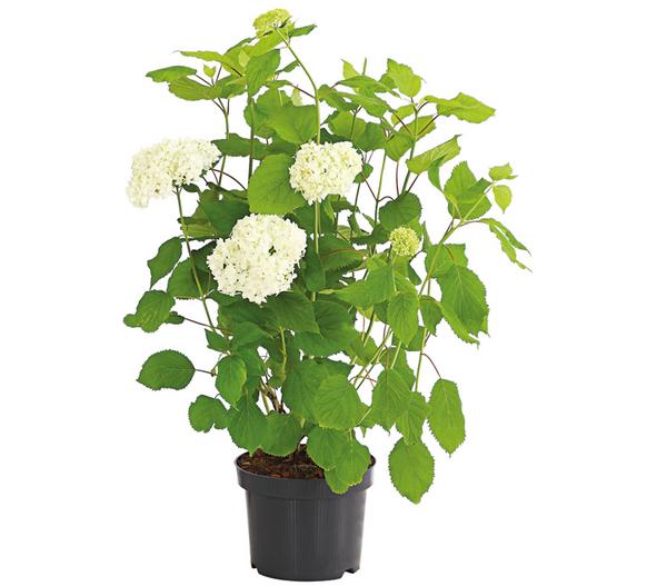 Schneeball-Hortensie 'Annabelle®'
