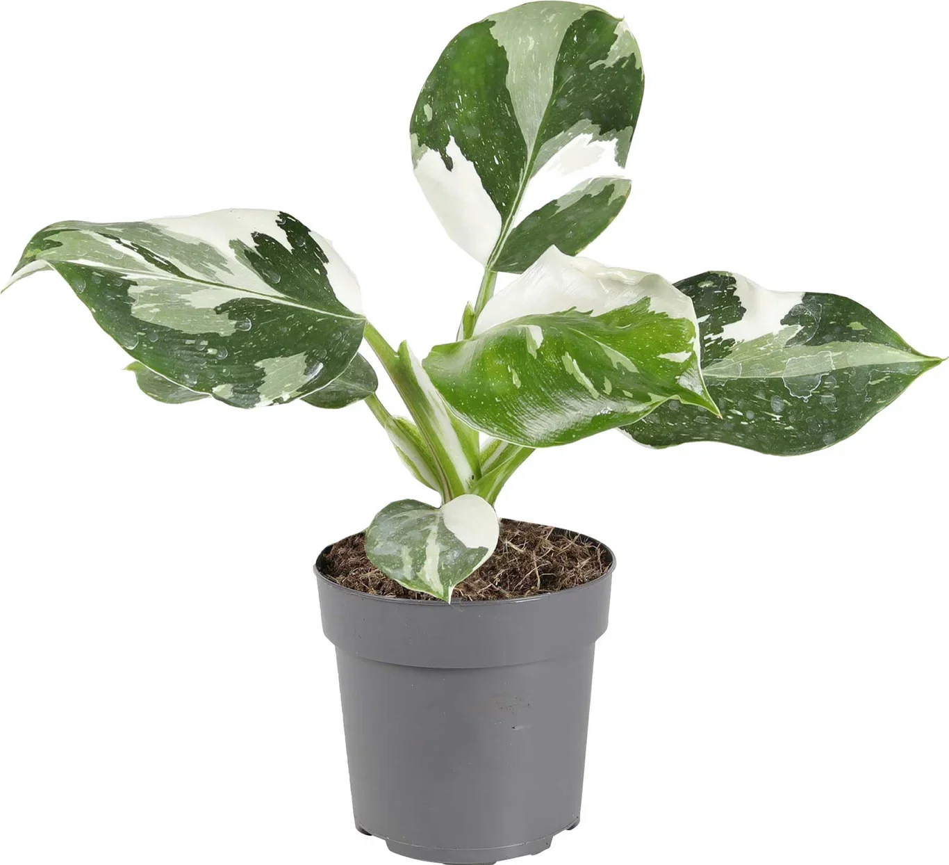 Philodendron 'White Wizard' Philodendron 'White Wizard' Høyde 25 cm