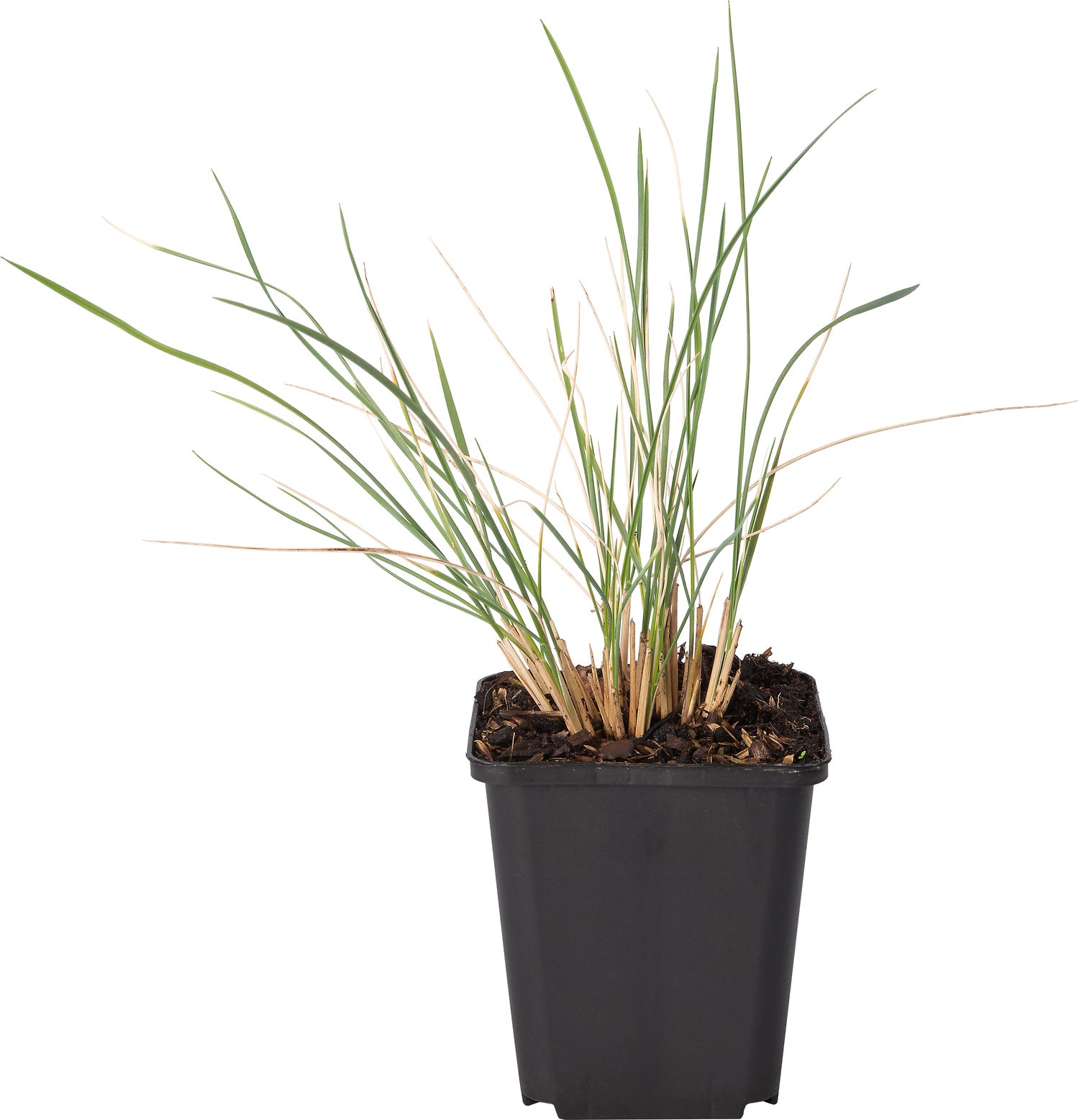 Lampepoetsersgras (Pennisetum alopecuroides) D 9 H 10 cm