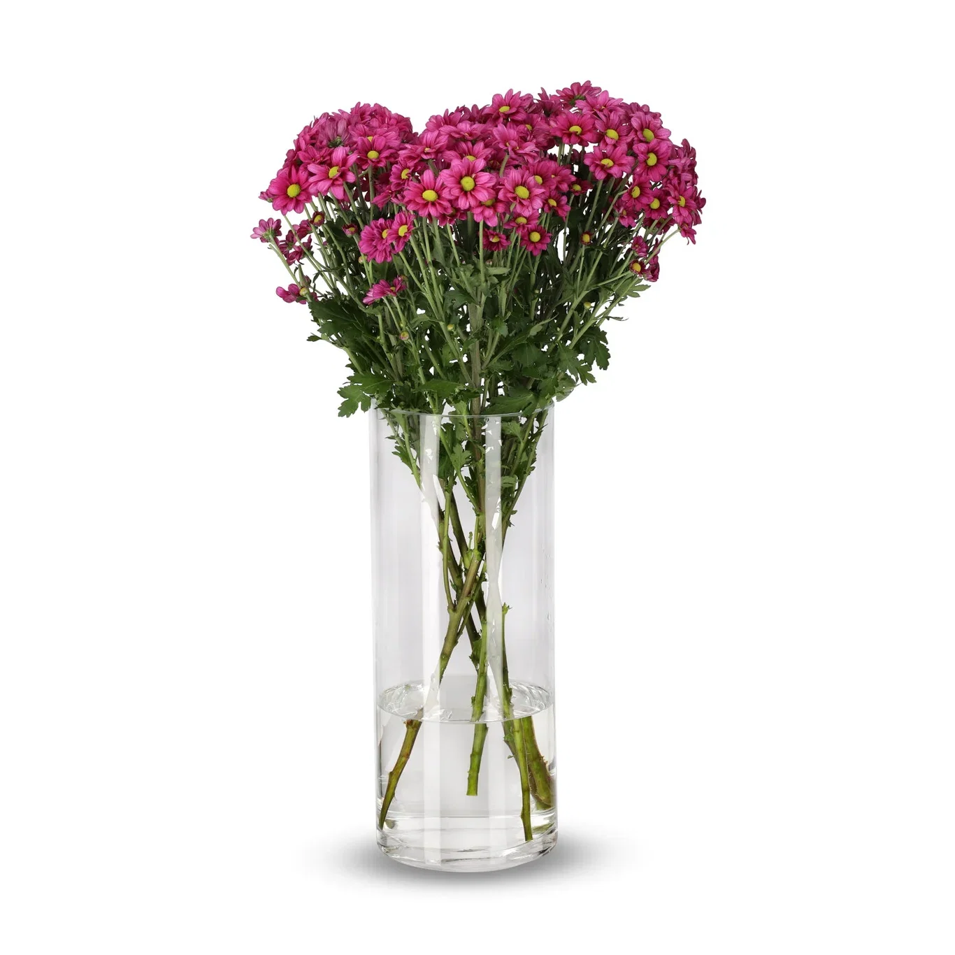 Krysantemum 4pk Høyde 50 cm