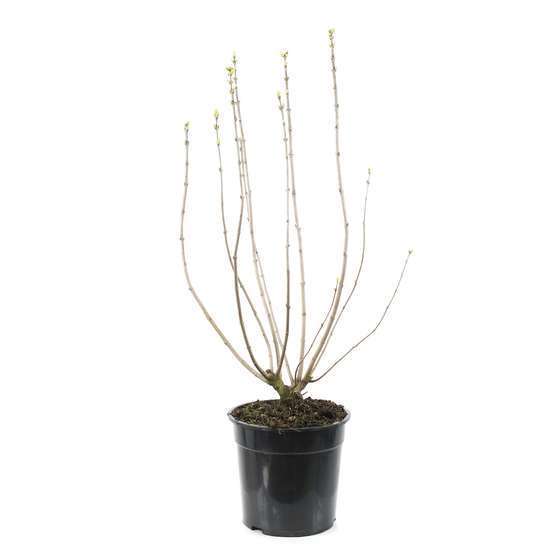 Syringa vulgaris ' Prince Volkonsky ' : ctr 10 litres