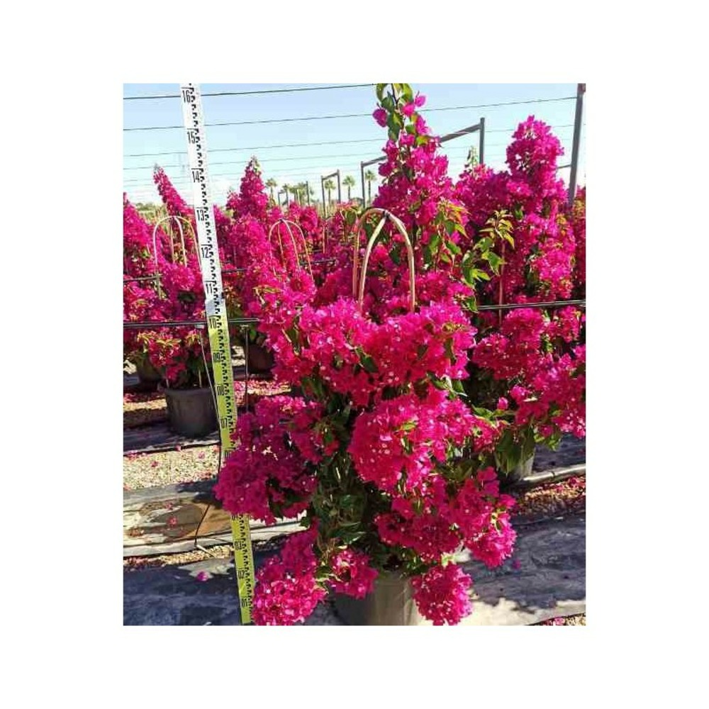 Bougainvillea vera (bougainvilliers très florifère) rose - taille pot de 20 litres - 110/130 cm