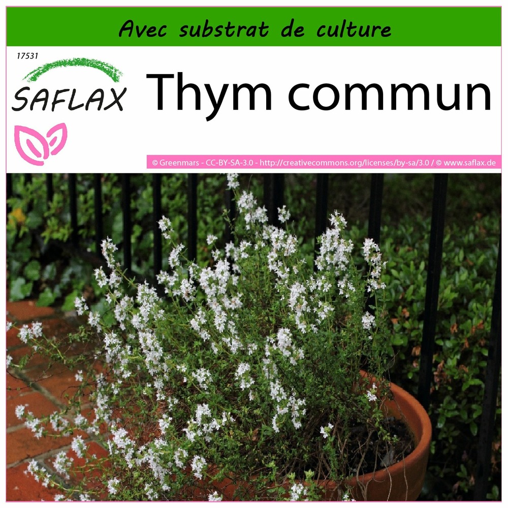 Thym commun - 200 graines - avec substrat - thymus vulgaris