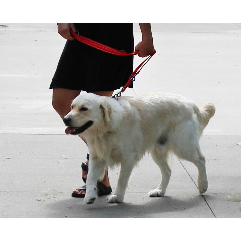 KONG Adjustable Leash