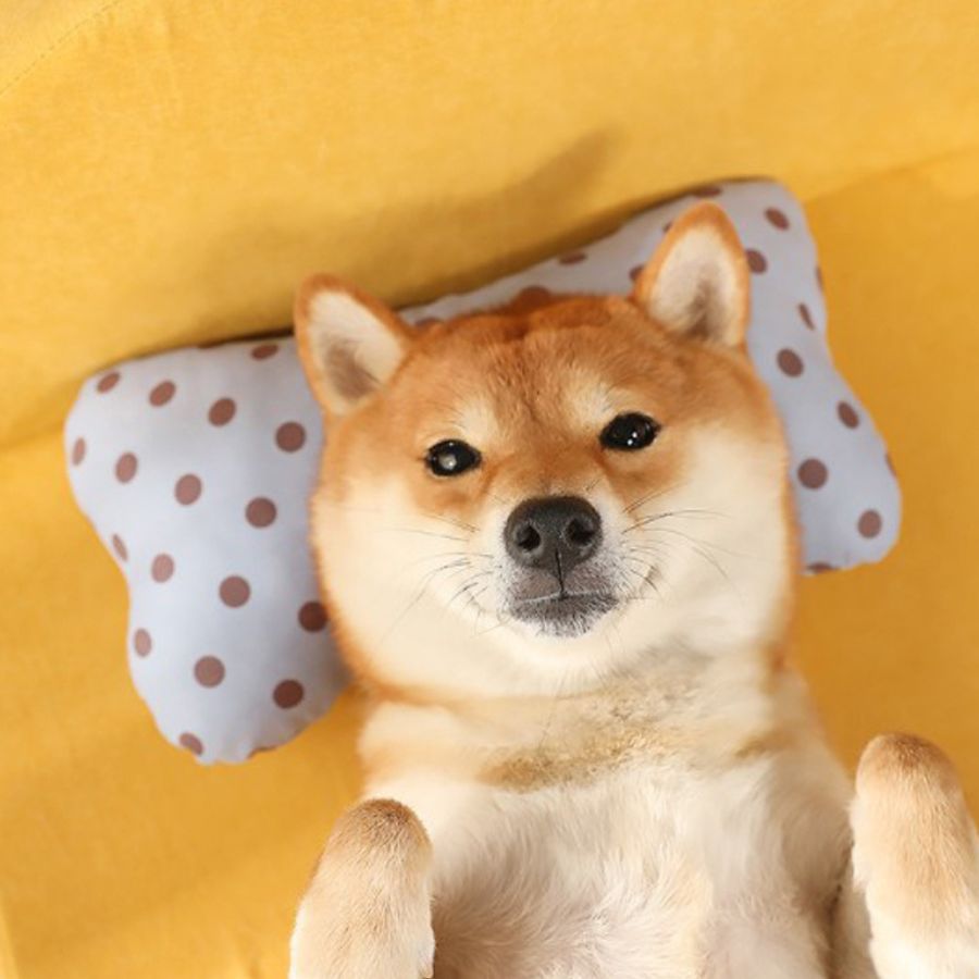 Cama Premium Queen para Animais de Estimação