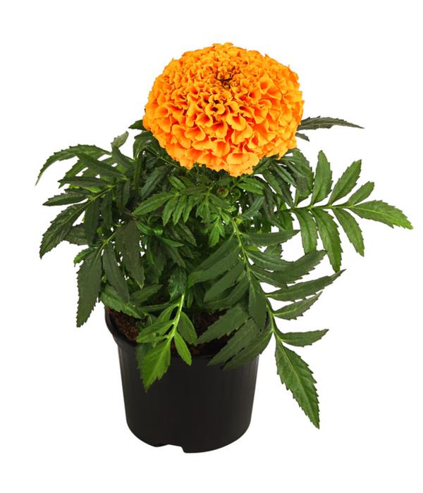 Studentenblume, großblumig, verschiedene