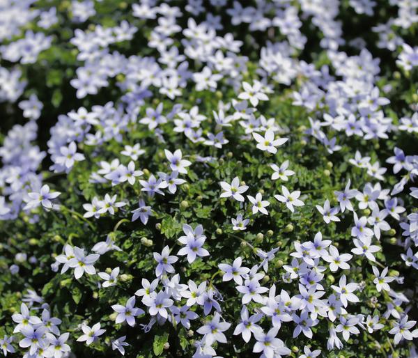 Bio Blauer Bubikopf