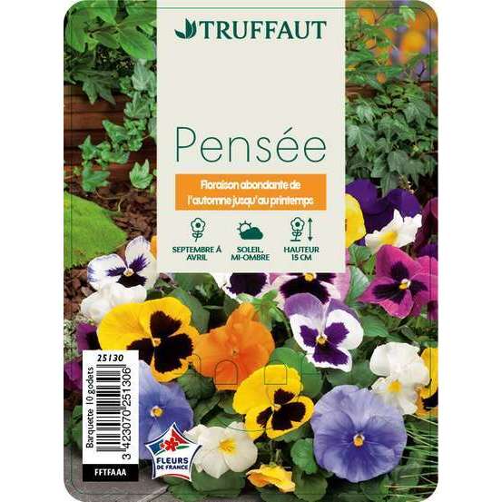 Pensée : barquette de 10 plants - Coloris variables