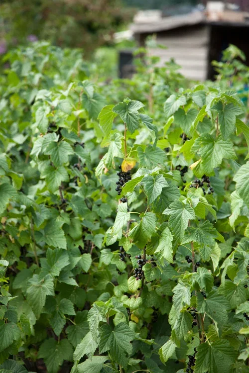 Ribes nigrum 'Kristin' Solbær 'Kristin' Høyde 50 cm