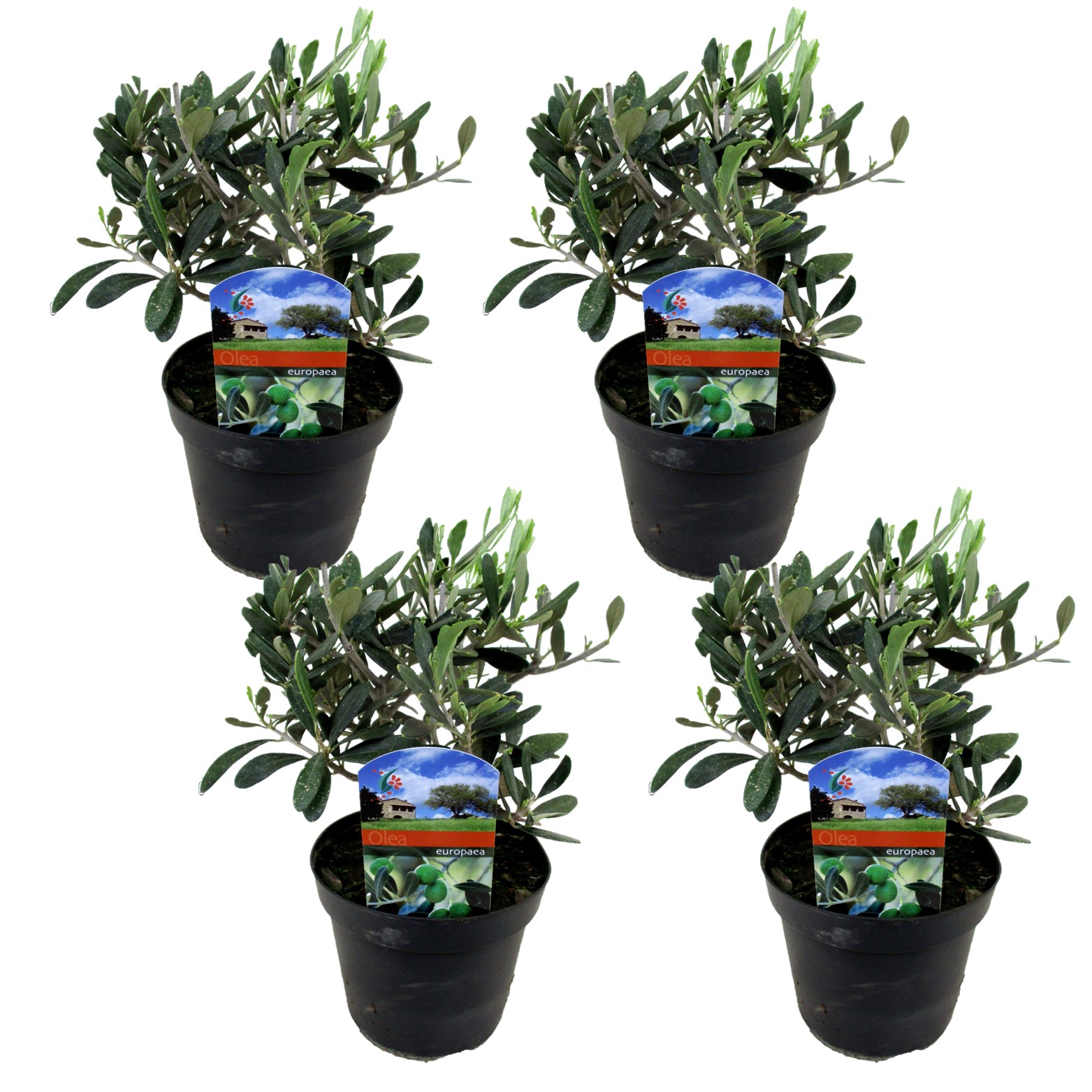 Olea europaea - set de 4 - buisson d'olivier - pot 14cm - hauteur 25-40cm