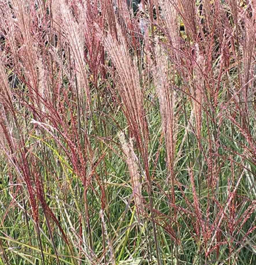 Miscanthus sinensis kleine silberspinne (roseau de chine, eulalie) taille pot de 10 litres