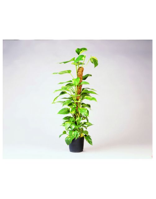 Nature Kokosplantstok Ø38mm - Klim-En Geleide Artikel - 60 cm Naturel