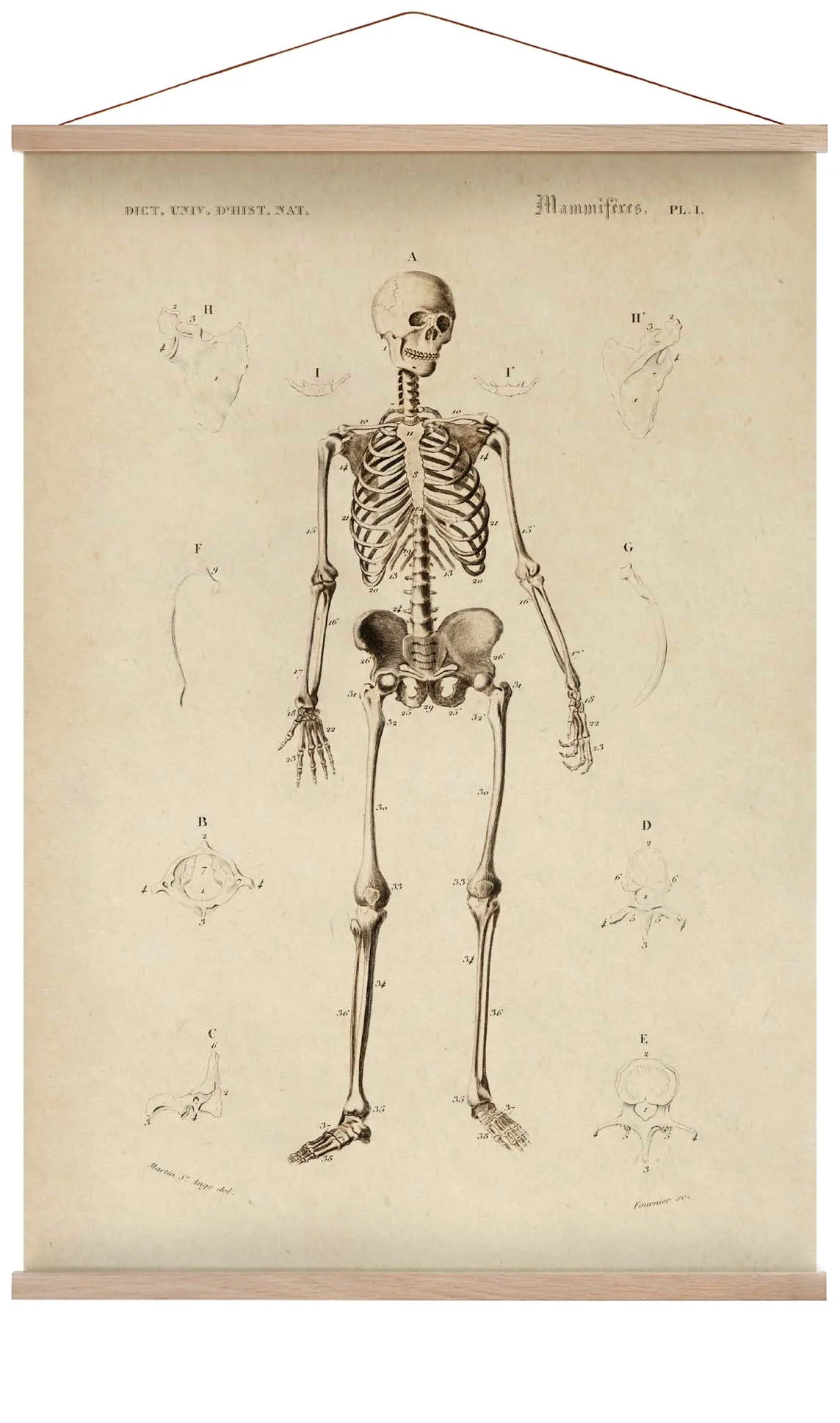 Französisch Skelett Anatomie