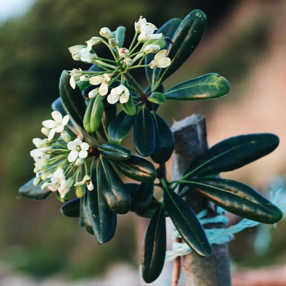Australische laurier - Pittosporum tobira nanum - Hoogte 30-40cm - ⌀19cm