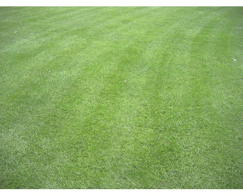 Kiepenkerl RSM 3.2 gazonzaad voor sportgras en regeneratie, 10 kg, 330 m²