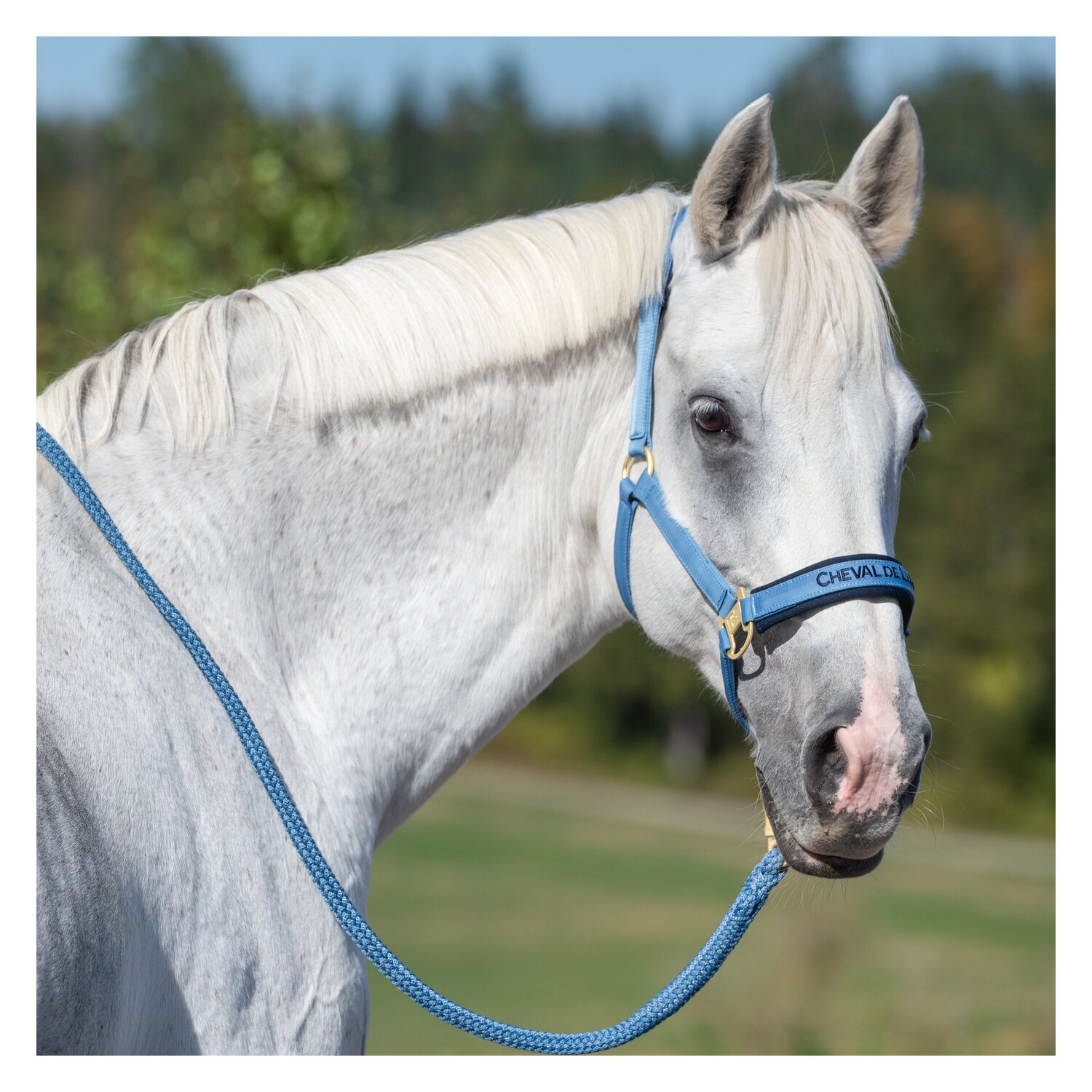 Cheval de Luxe Halfter  - steel blue - Pony