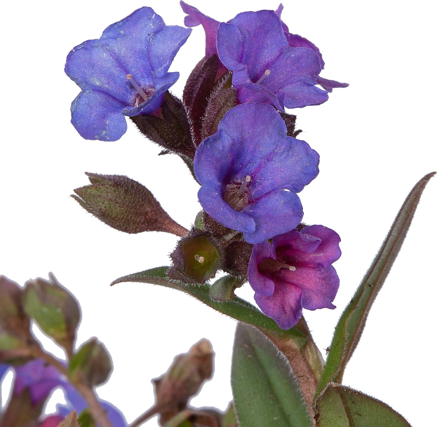Longkruid (Pulmonaria angustifolia 'Azurea') D 9 H 10 cm