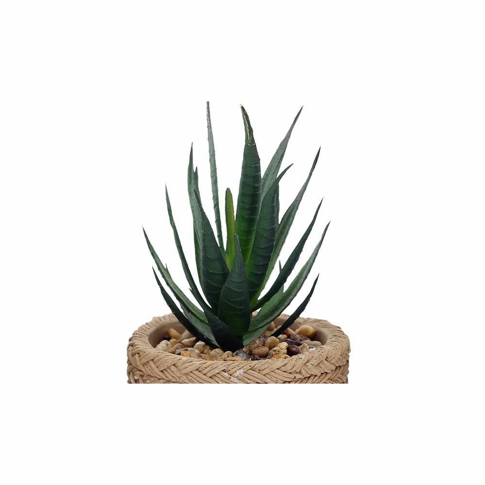 Plante succulente en pot bicolore 8 x 15 cm (lot de 4)