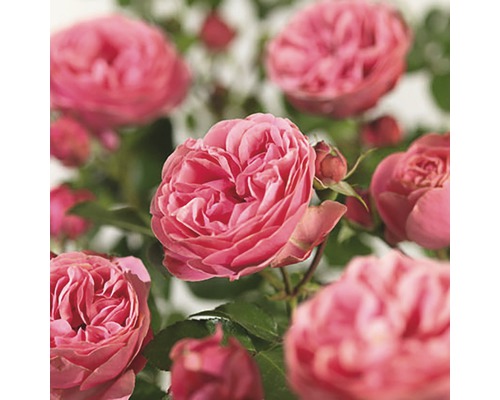 Floribunda roos 'Red Leonardo da Vinci'® FloraSelf H 30-40 cm Co 3 L