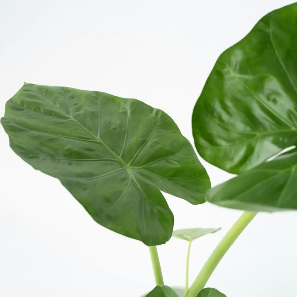 Olifantsoor - Alocasia 'Macrorrhizos' - Hoogte 60-70cm - ⌀17cm