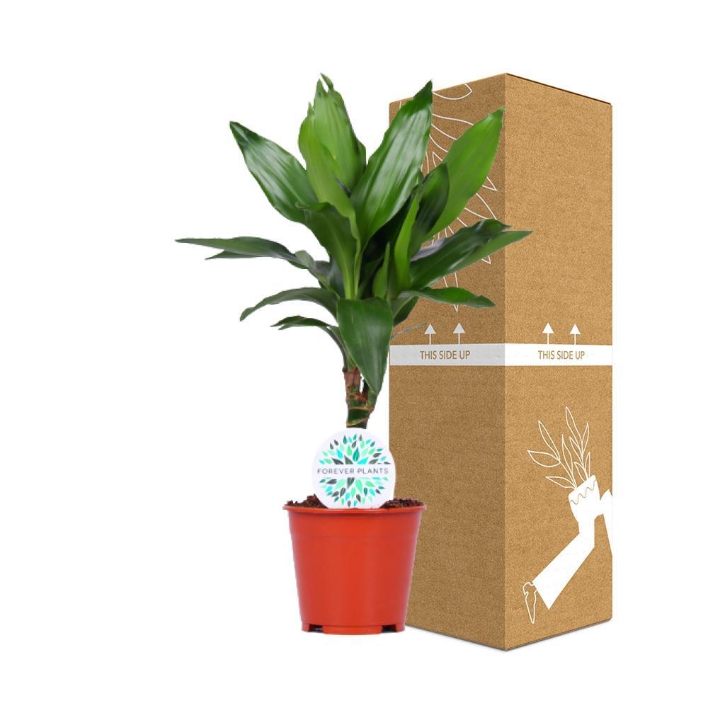 Plante d'intérieur - dracaena 'janet lind' 55.0cm